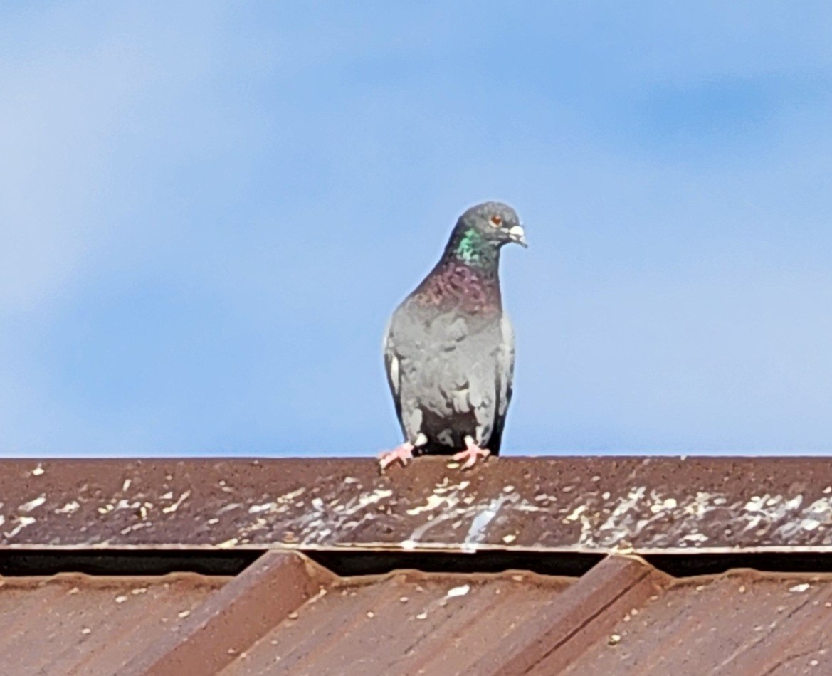 Rock Pigeon (Feral Pigeon) - ML618762372