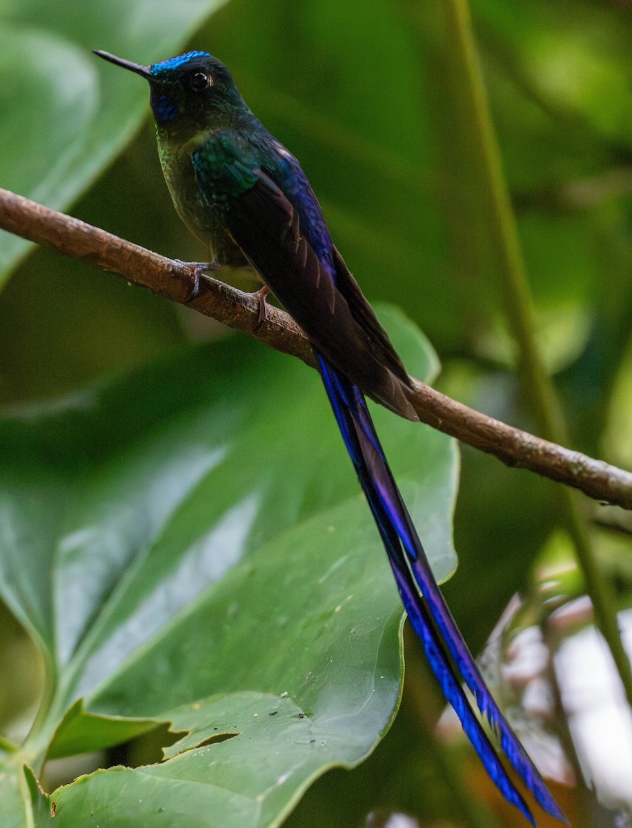 Violet-tailed Sylph - ML618762381