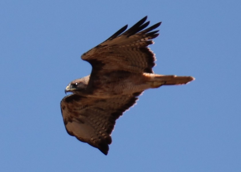 Red-tailed Hawk - ML618762489