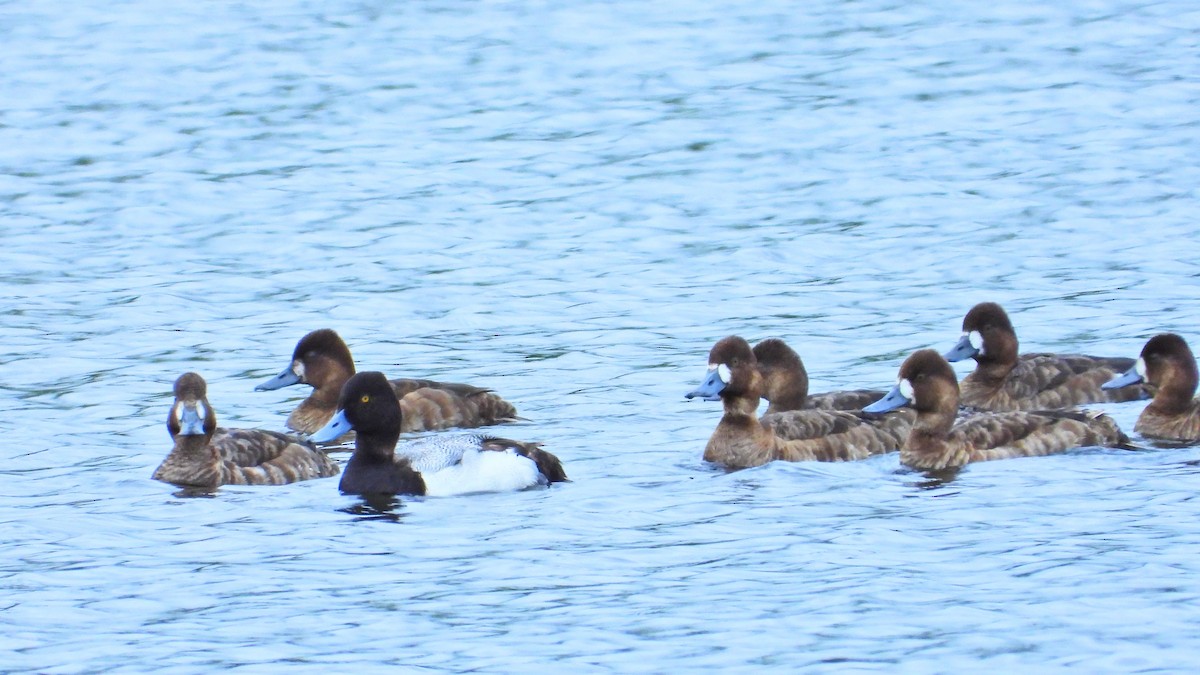 Greater/Lesser Scaup - ML618762551