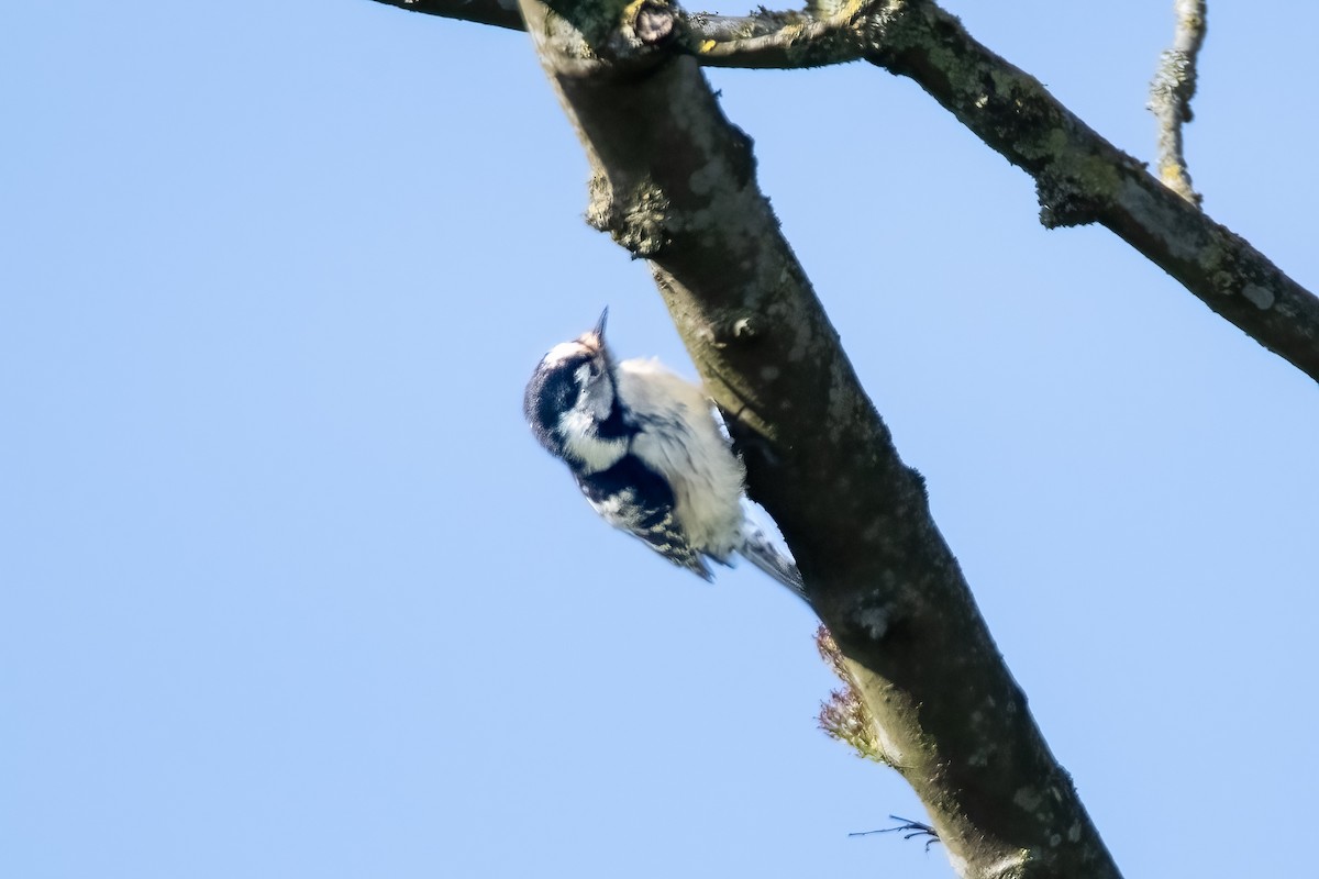 Lesser Spotted Woodpecker - ML618762563