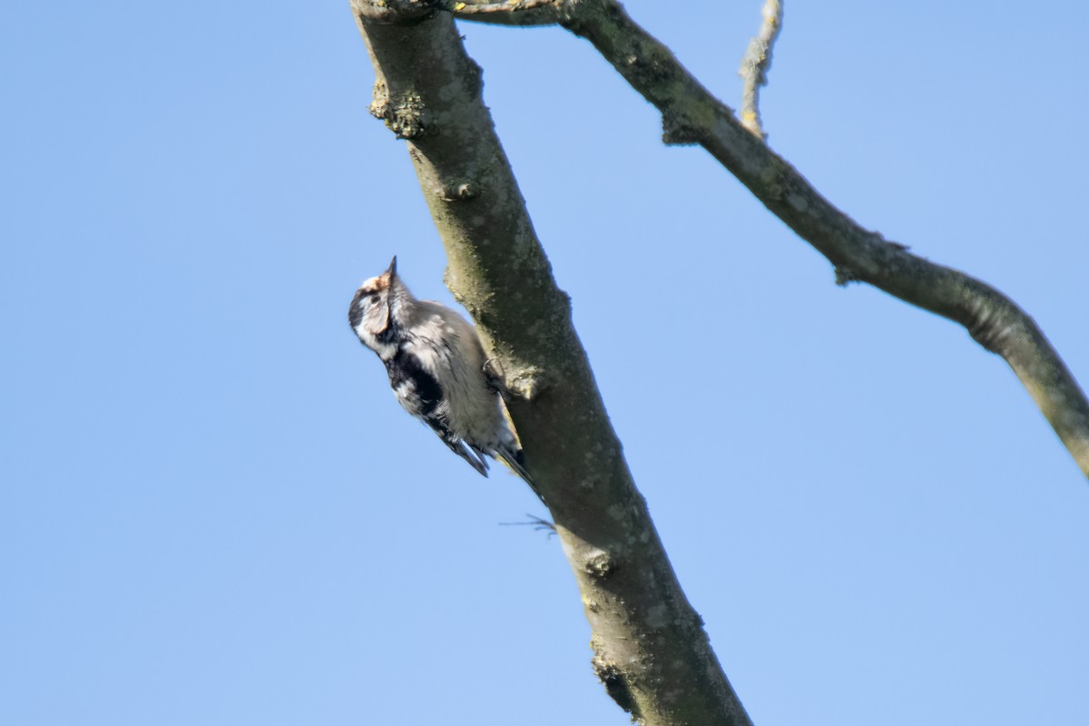 Lesser Spotted Woodpecker - ML618762564