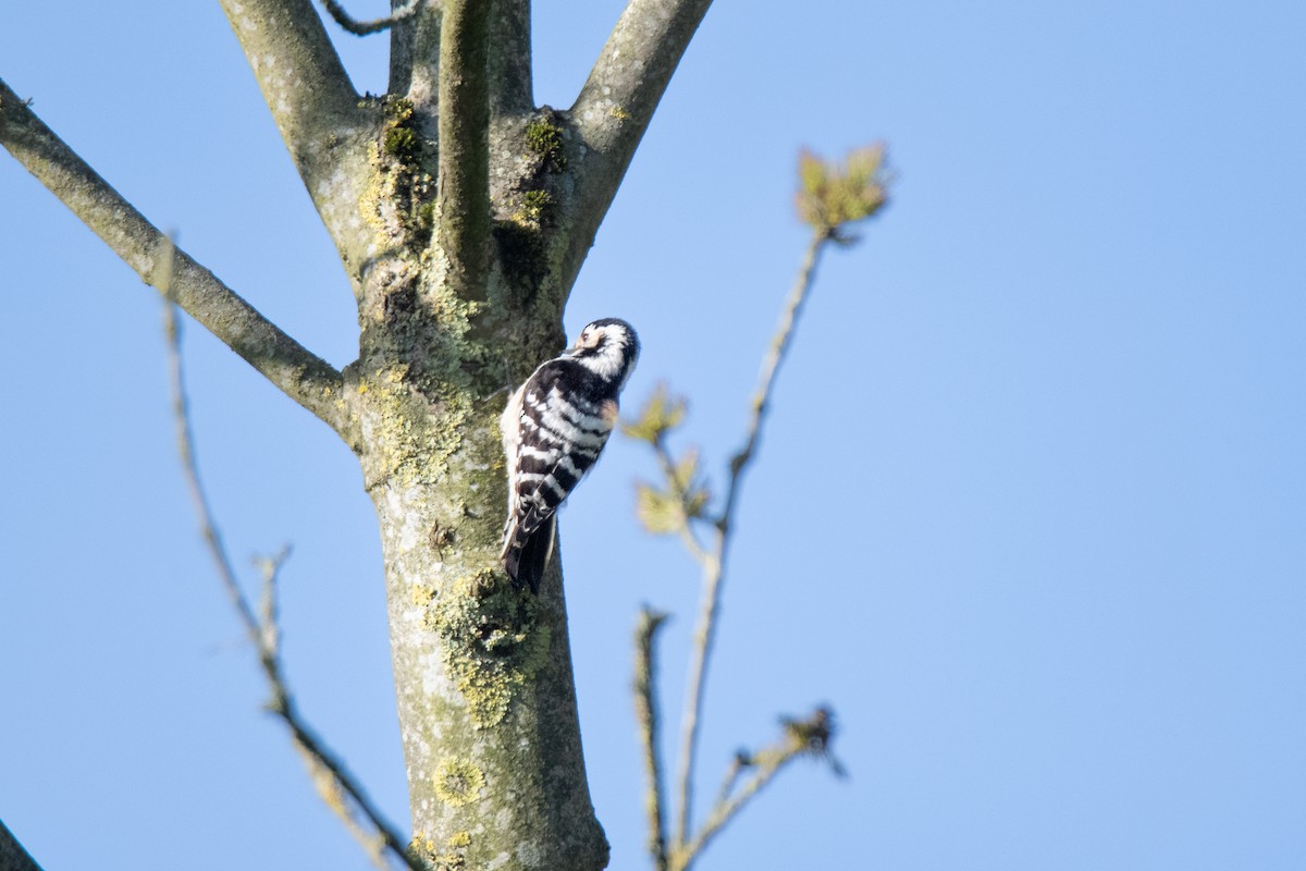 Lesser Spotted Woodpecker - Guido Van den Troost