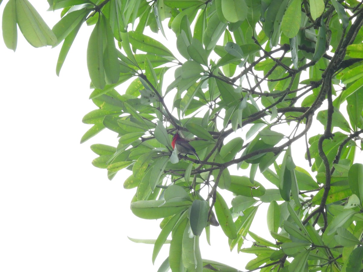 Crimson Sunbird - Rahul Kumaresan