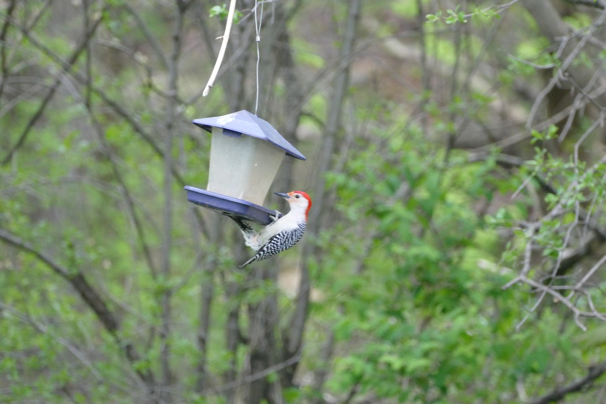 Red-bellied Woodpecker - ML618762622