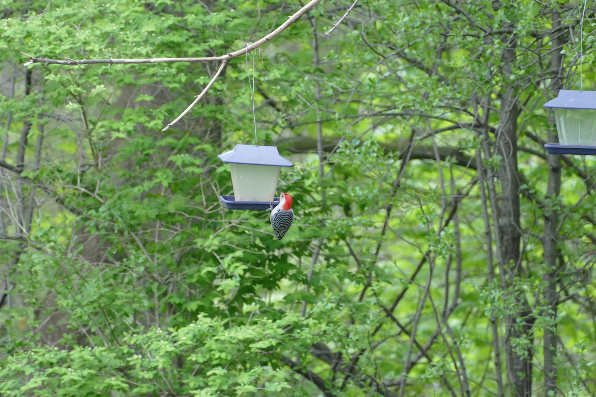 Red-bellied Woodpecker - ML618762623