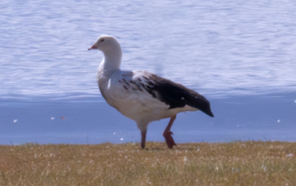 Andean Goose - ML618762671