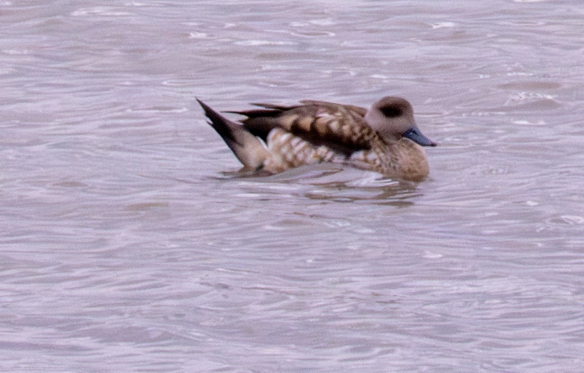 Crested Duck - ML618762673