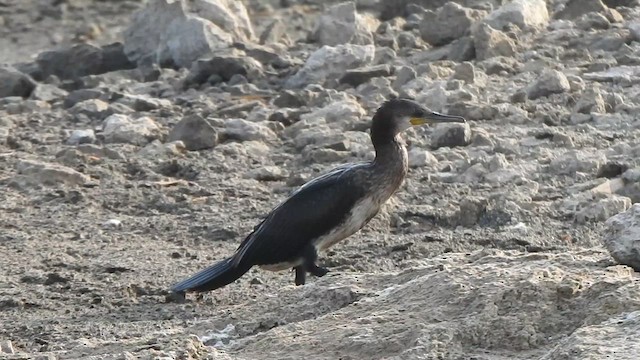 Indian Cormorant - ML618762675