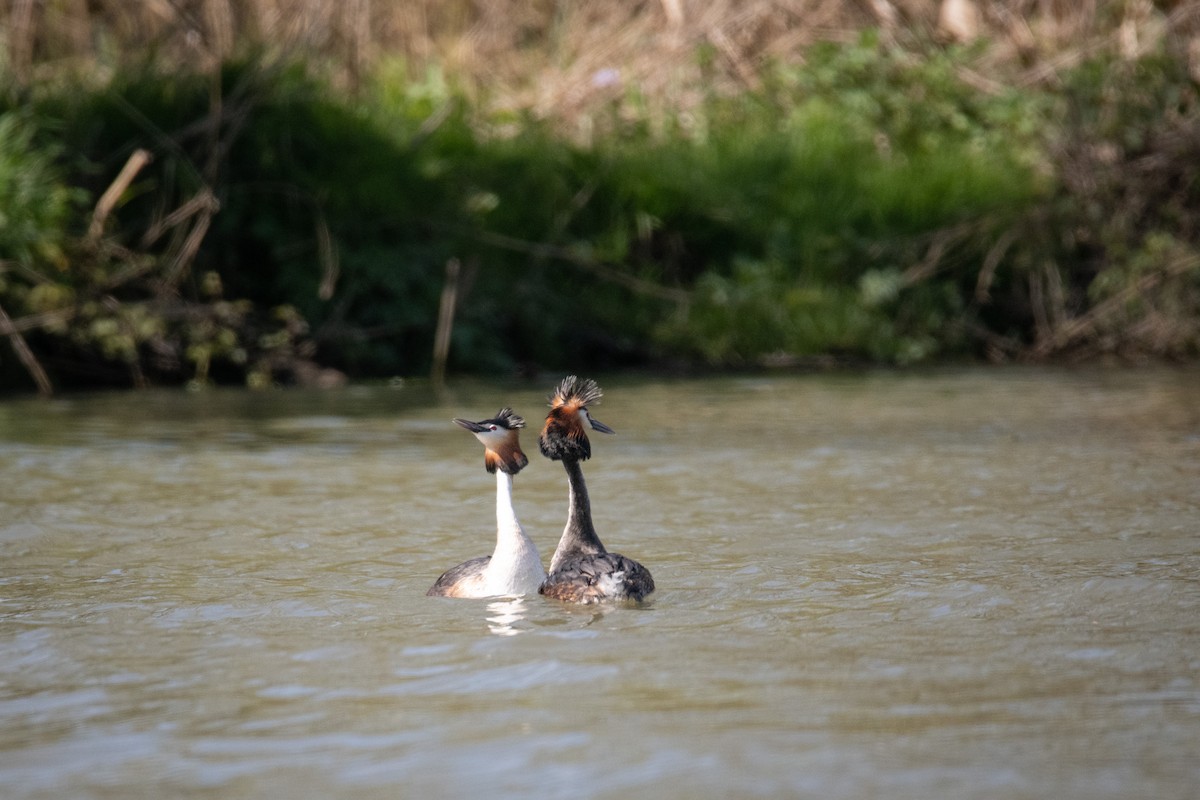 Great Crested Grebe - ML618762684