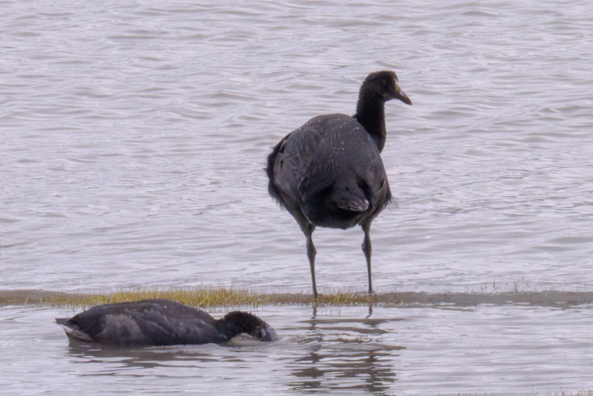 Giant Coot - ML618762686