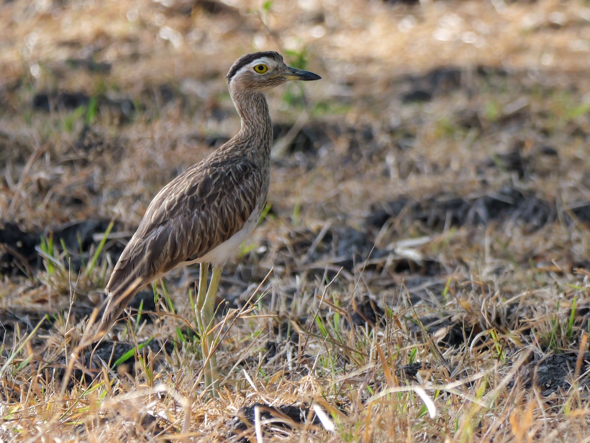 Double-striped Thick-knee - ML618762697