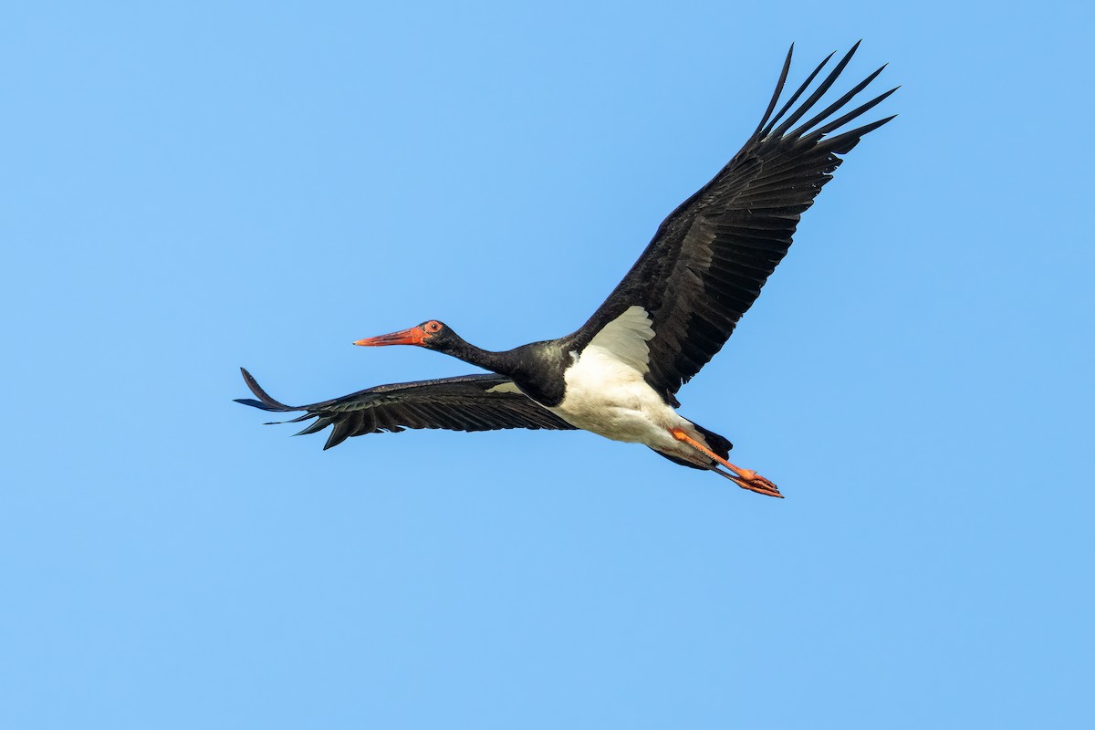 Black Stork - ML618762710