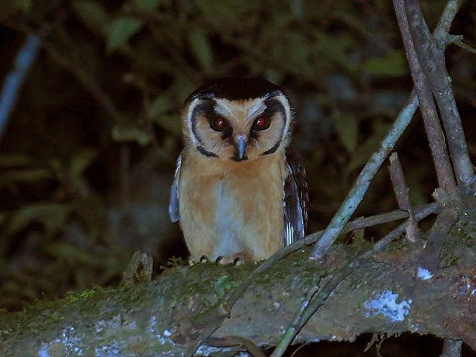 Buff-fronted Owl - ML618762719