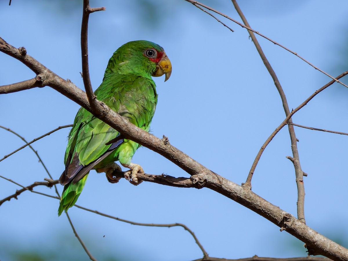 White-fronted Parrot - ML618762767