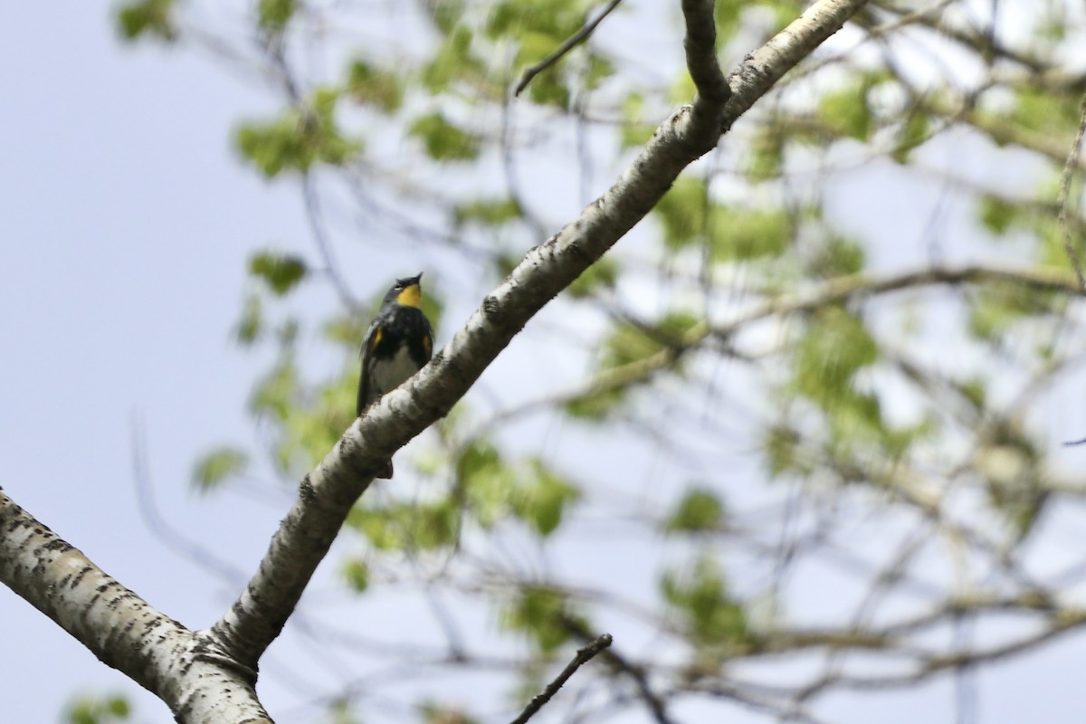 Yellow-rumped Warbler (Audubon's) - ML618762792