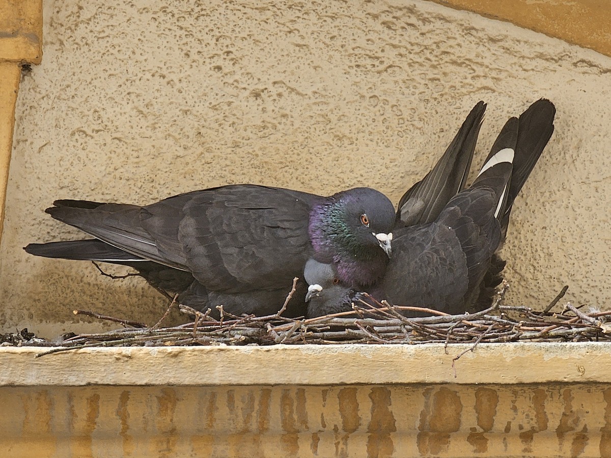 Pigeon biset (forme domestique) - ML618762799