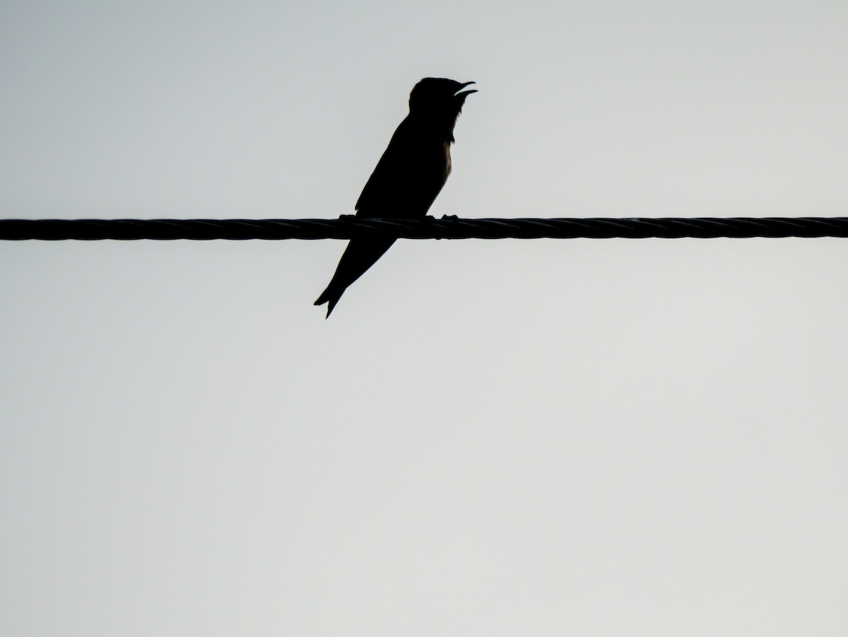Southern Rough-winged Swallow - ML618762813
