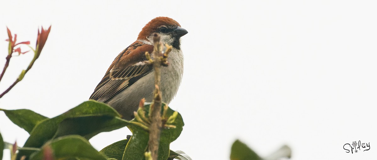 Russet Sparrow - ML618762818