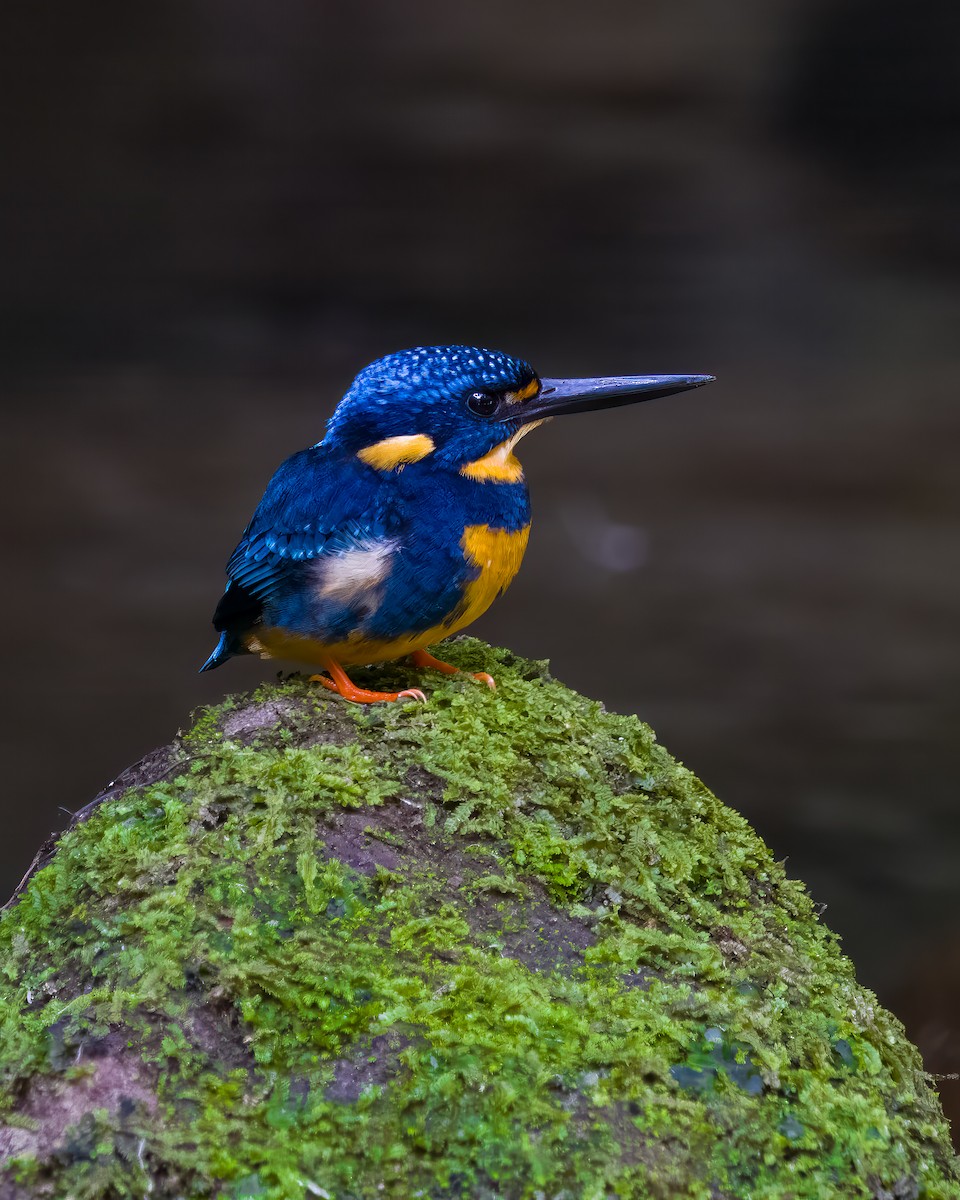 Indigo-banded Kingfisher (Southern) - ML618762826
