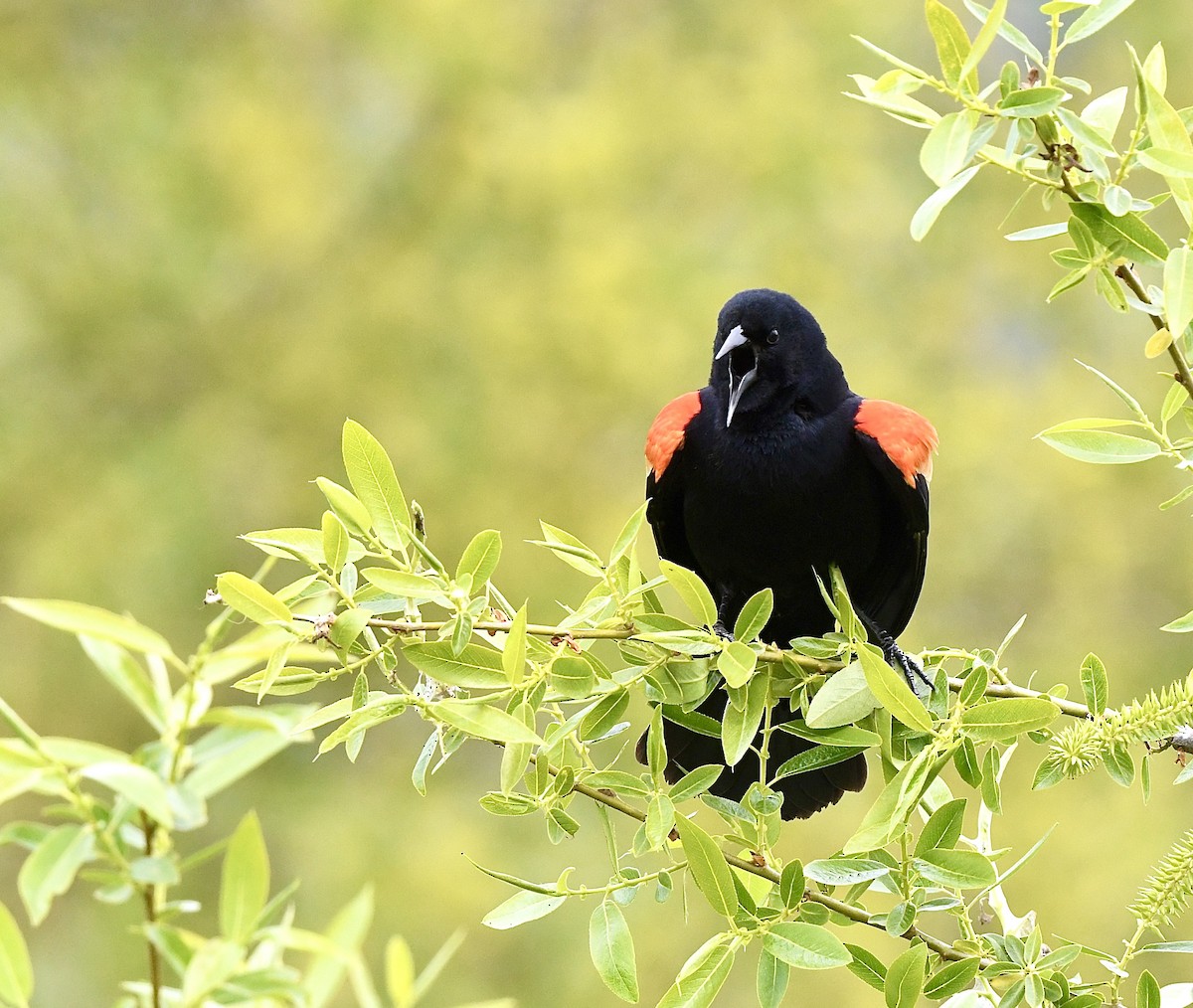 Red-winged Blackbird - ML618762848