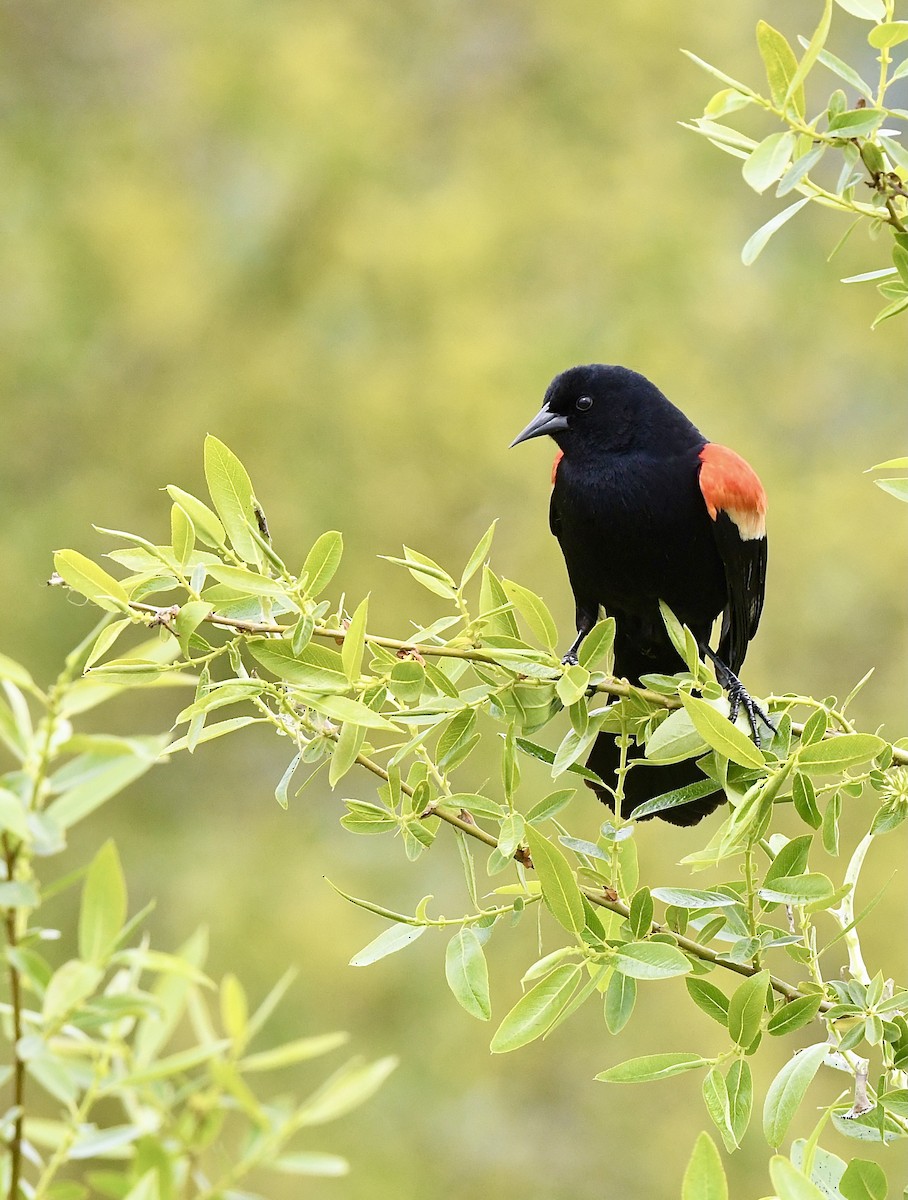 Red-winged Blackbird - ML618762849