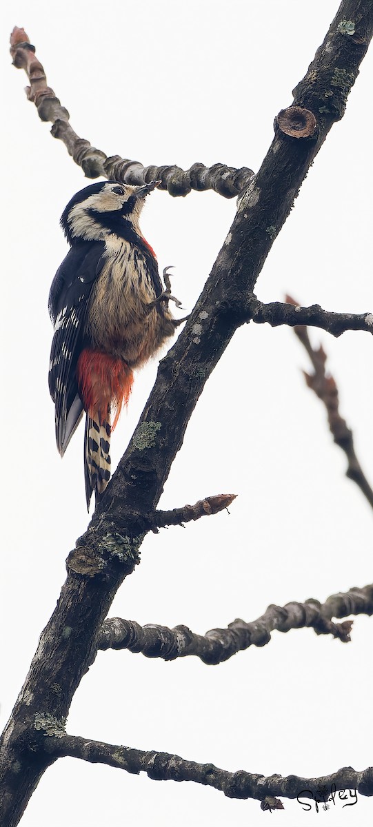 Necklaced Woodpecker - ML618762888