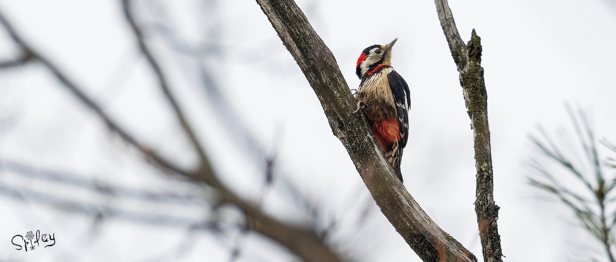 Necklaced Woodpecker - ML618762890