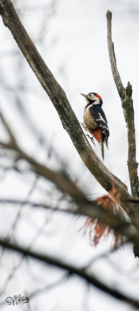 Necklaced Woodpecker - ML618762891