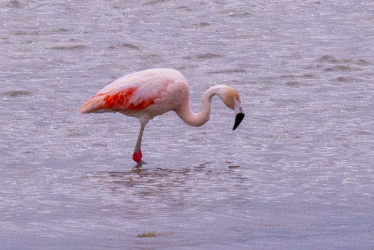 And Flamingosu - ML618762899