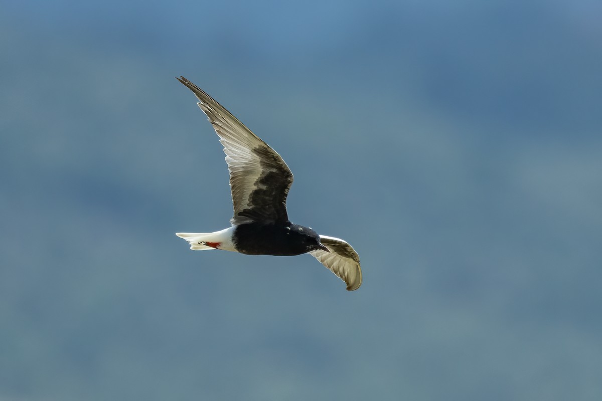 White-winged Tern - ML618762900