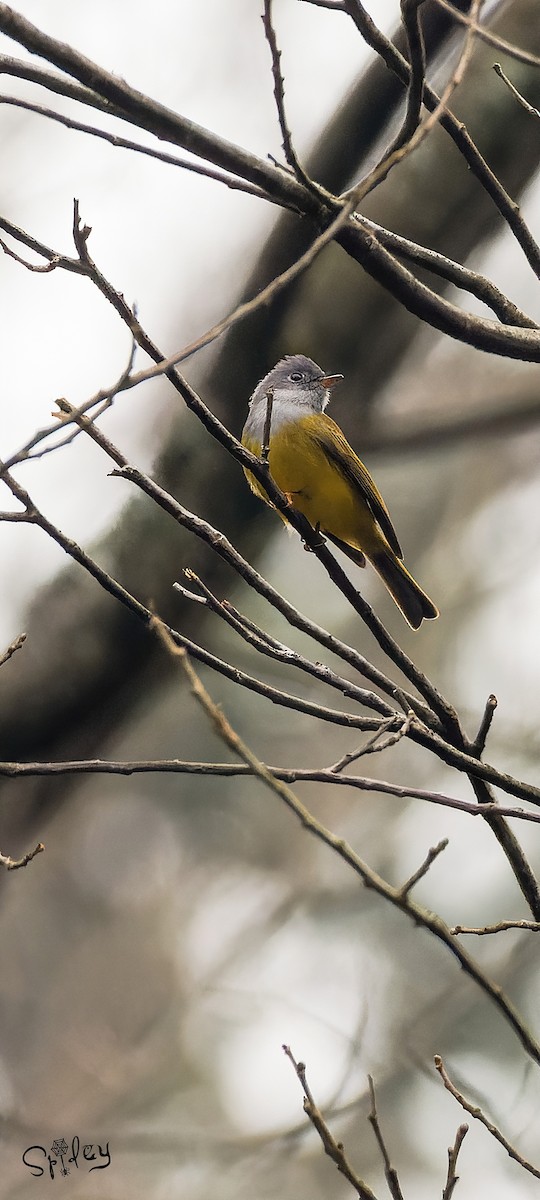 Gray-headed Canary-Flycatcher - ML618762904