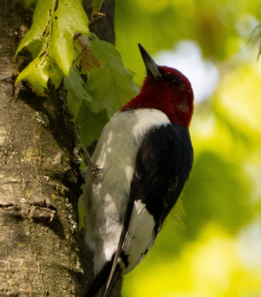 Red-headed Woodpecker - ML618762922
