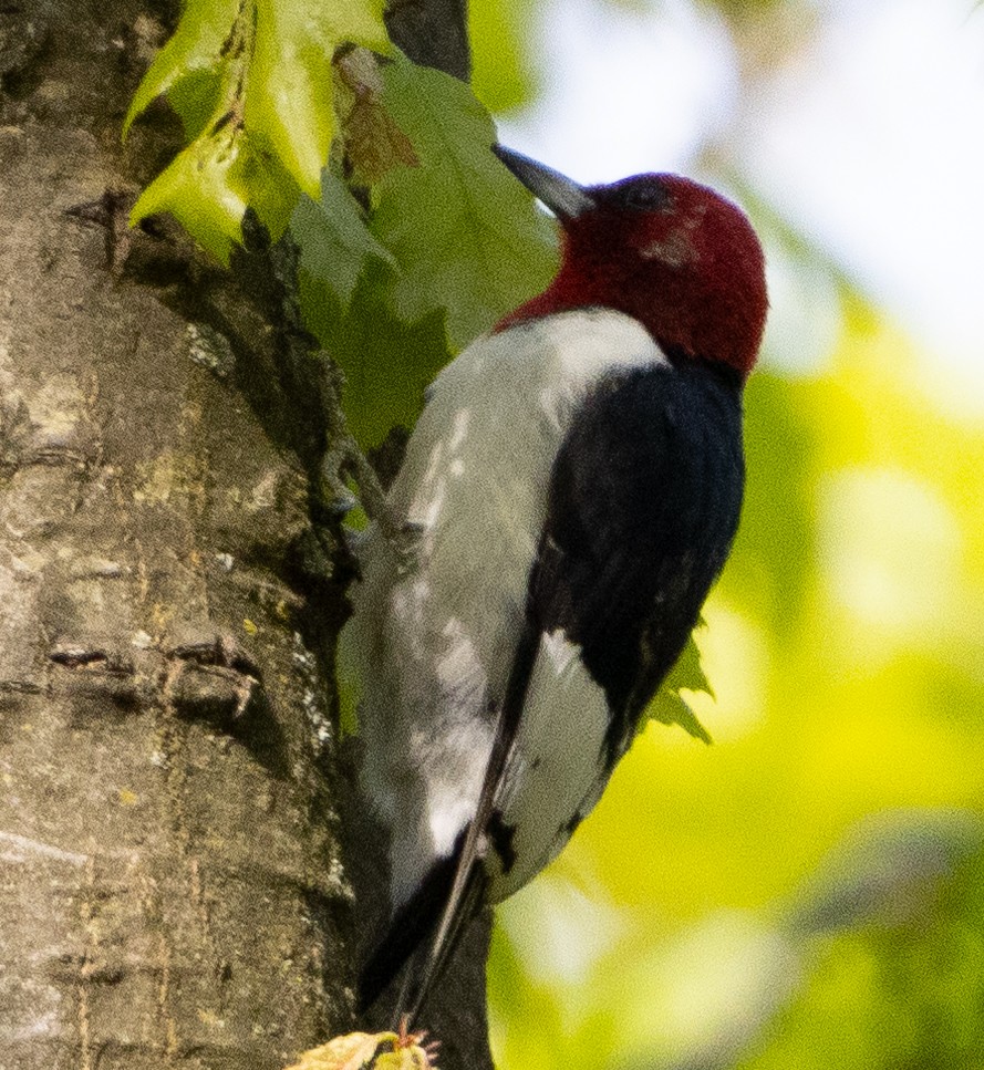 Red-headed Woodpecker - ML618762923