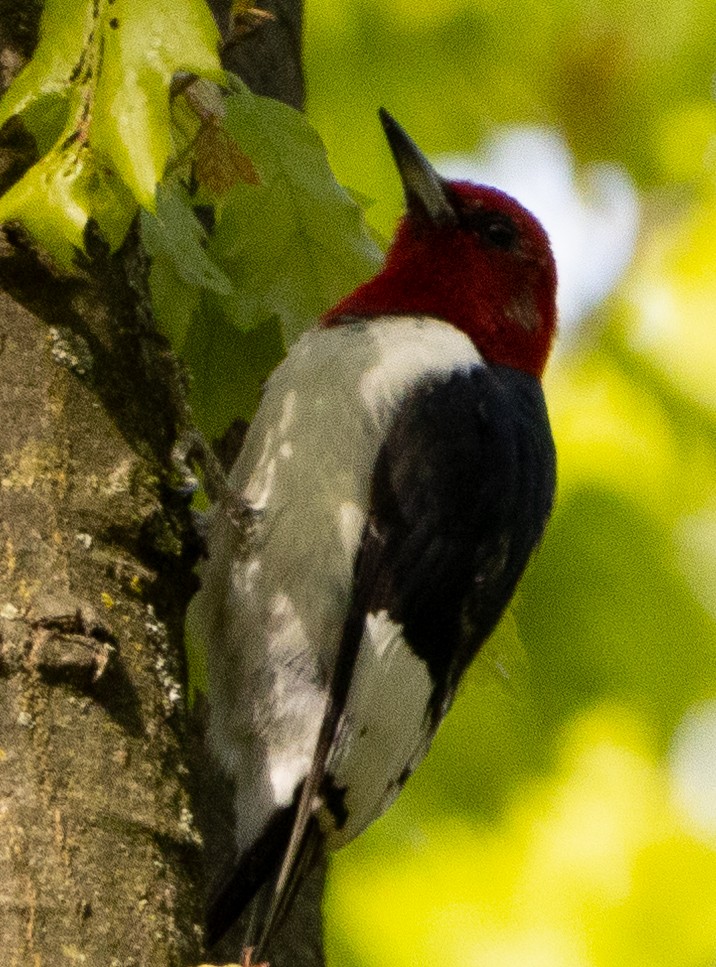 Red-headed Woodpecker - ML618762924