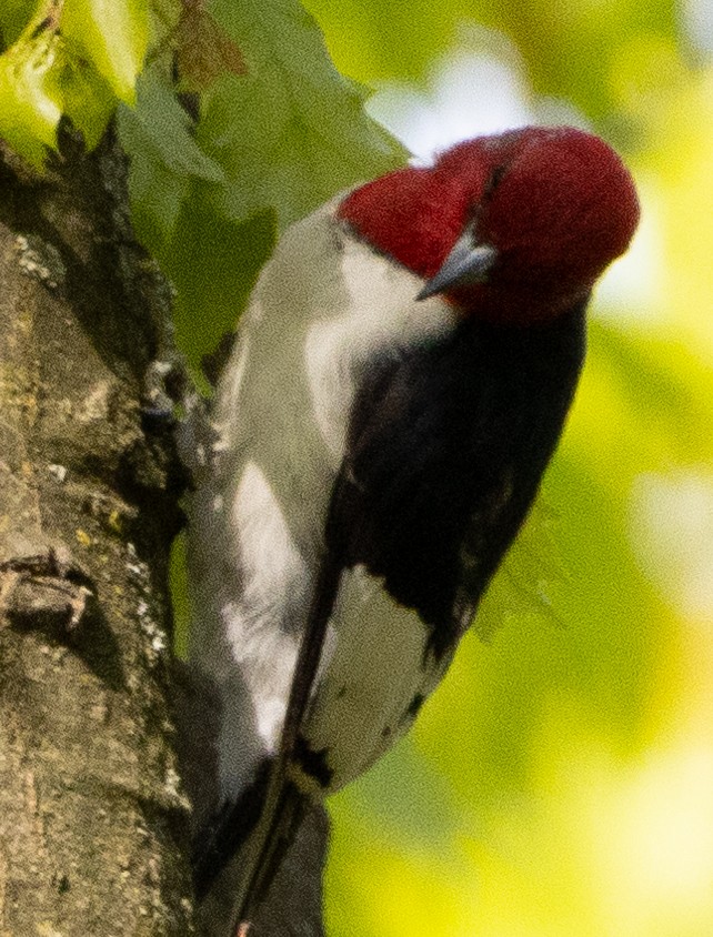 Red-headed Woodpecker - ML618762925