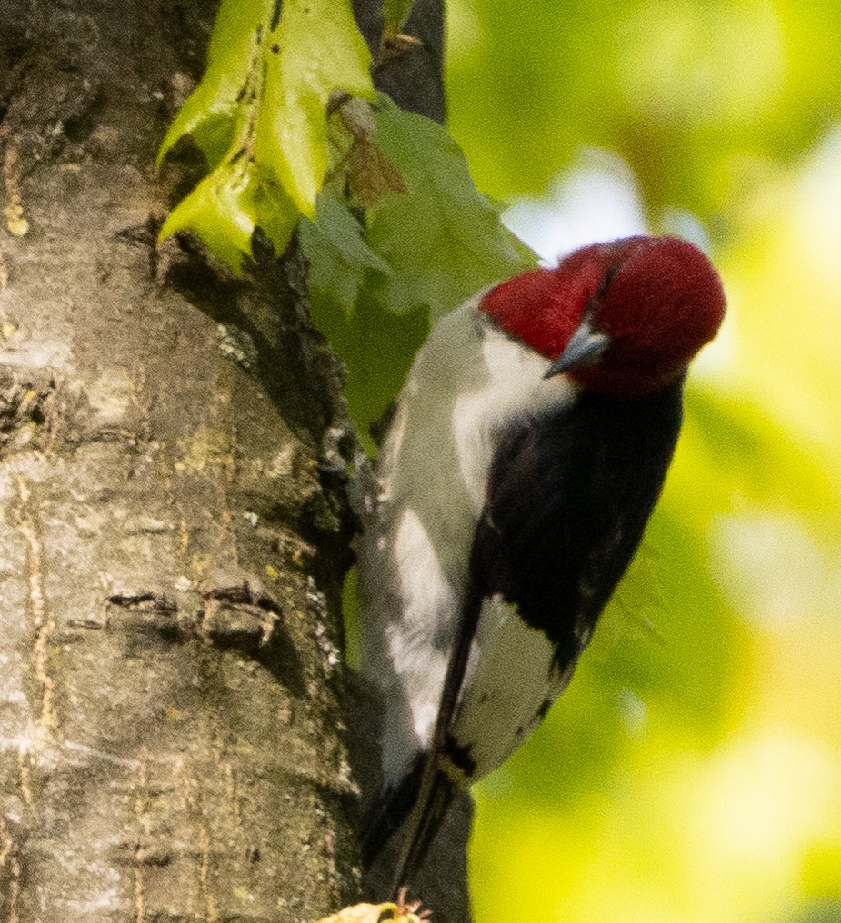 Red-headed Woodpecker - ML618762926