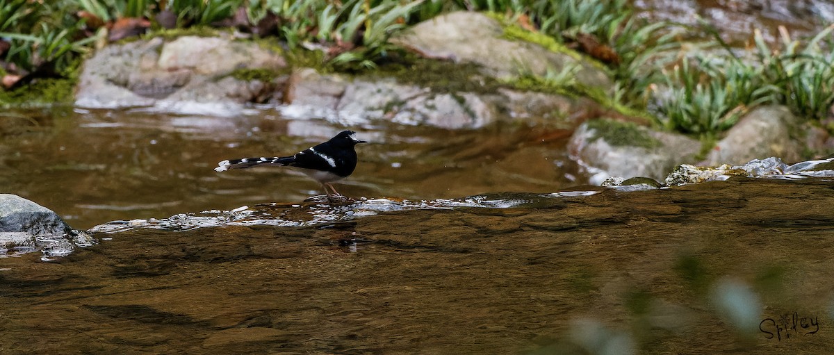 White-crowned Forktail - ML618762928