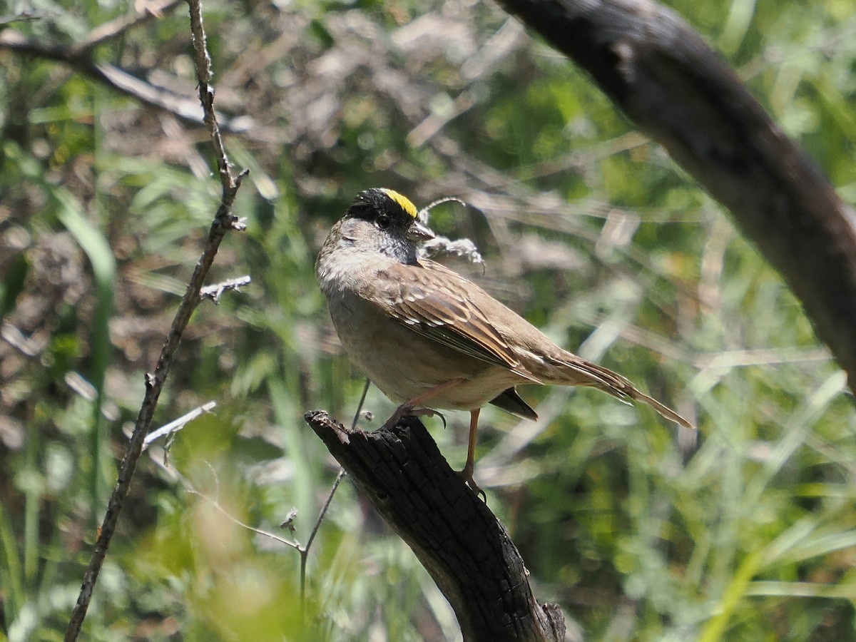 Golden-crowned Sparrow - ML618762932