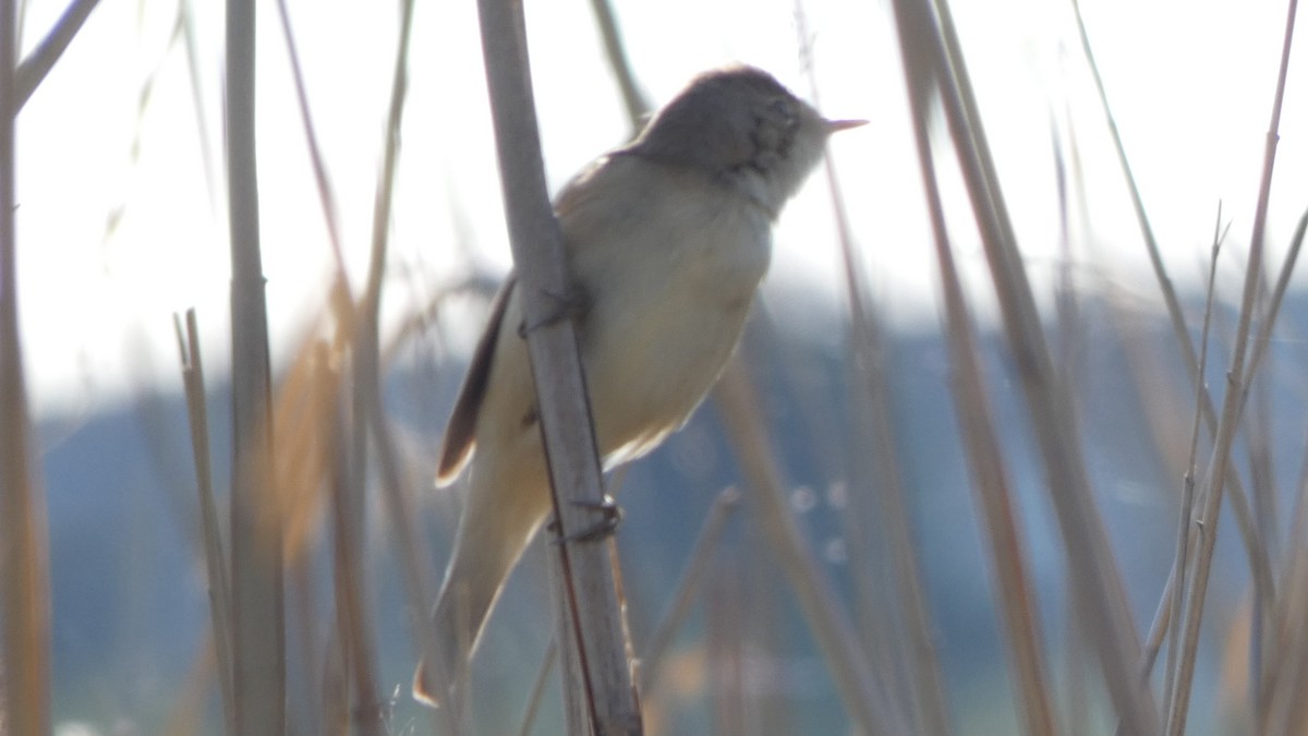 Common Reed Warbler - ML618762933