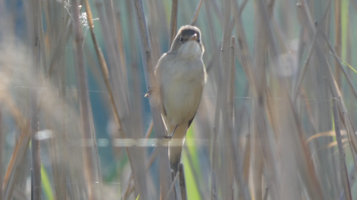 Common Reed Warbler - ML618762934
