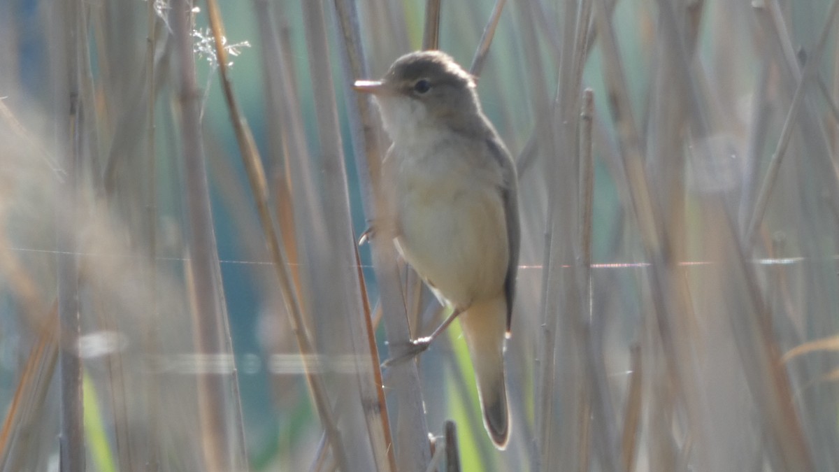 Common Reed Warbler - ML618762935