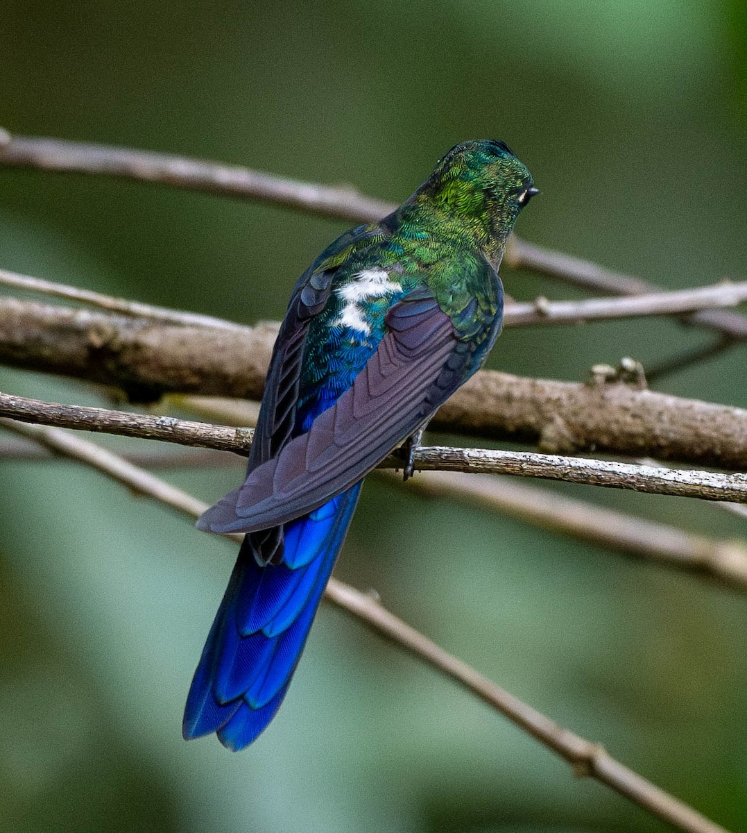 Violet-tailed Sylph - ML618762946