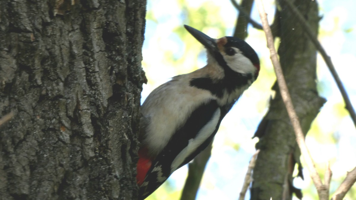 Great Spotted Woodpecker - ML618762947