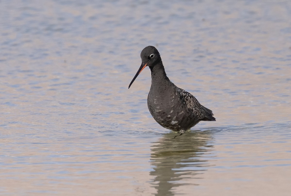 Spotted Redshank - ML618762952
