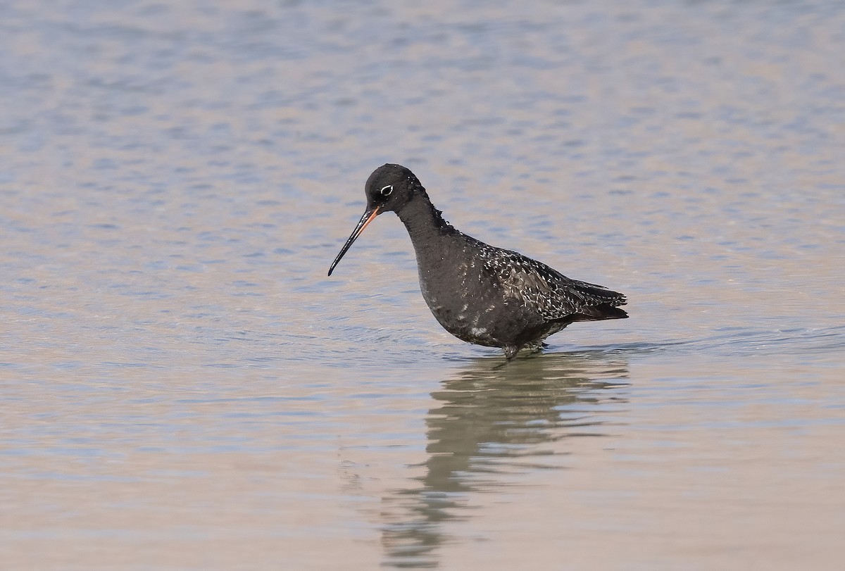 Spotted Redshank - ML618762953