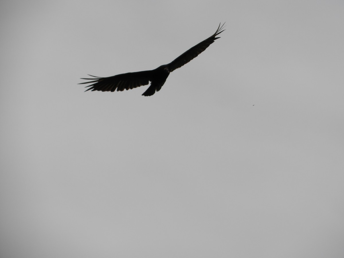 Turkey Vulture - ML618762954