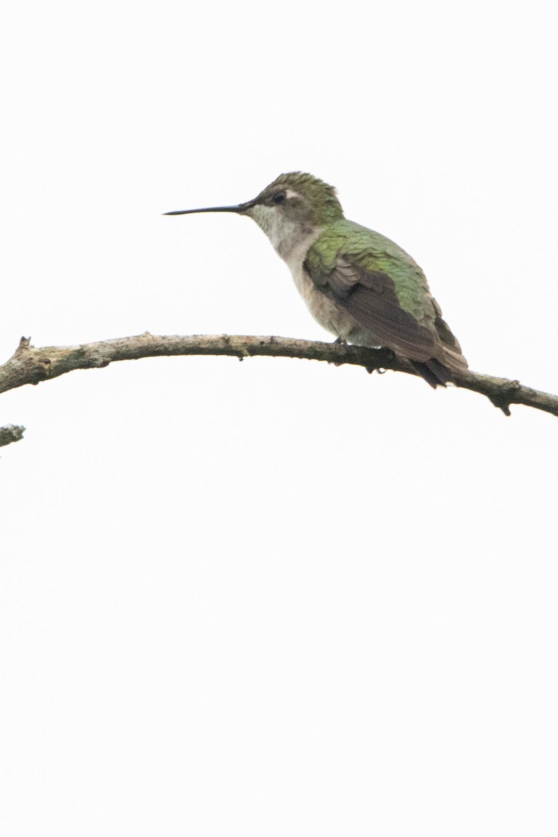 Ruby-throated Hummingbird - ML618762960