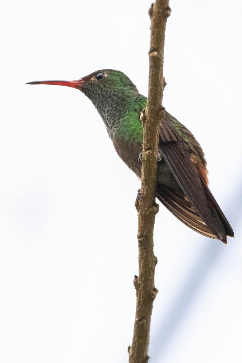 Rufous-tailed Hummingbird - ML618762961
