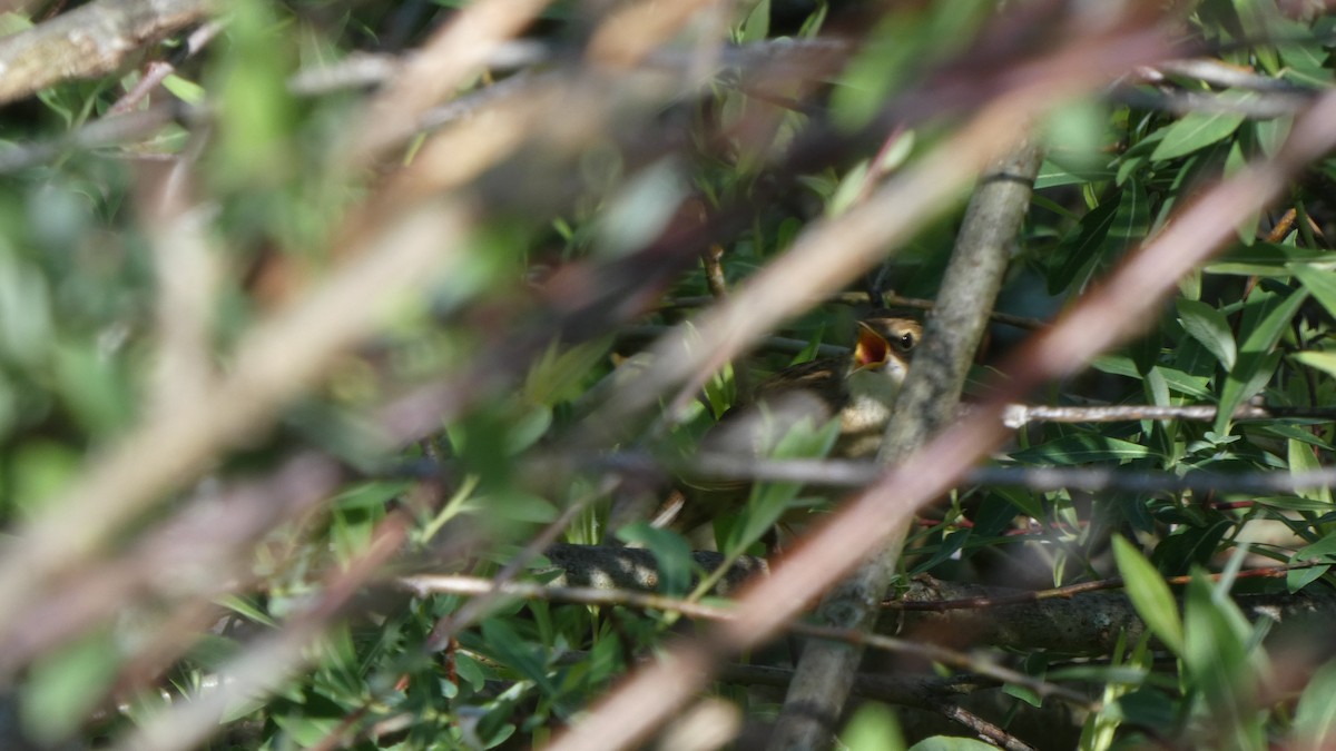 Common Grasshopper Warbler - ML618762962
